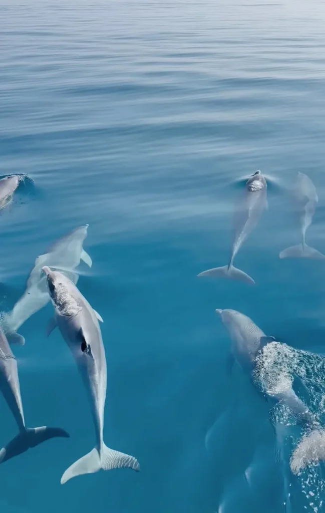 Dolphins swimming in the water