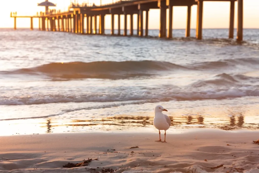 Seagull on sand at Glenelg beach